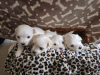 Photo №2 to announcement № 97032 for the sale of maltese dog - buy in United States private announcement, breeder
