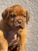 Additional photos: Dog de Bordeaux puppies