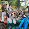 Photo №1. beagle - for sale in the city of Bremen | 397$ | Announcement № 127634