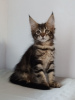 Photo №1. maine coon - for sale in the city of Warsaw | 1186$ | Announcement № 8187