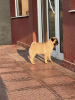 Photo №4. I will sell pug in the city of Jagodina. breeder - price - negotiated