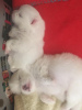 Additional photos: Champion Sired Males White Cream Pomeranian