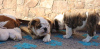 Photo №1. english bulldog - for sale in the city of Daugavpils | negotiated | Announcement № 19604