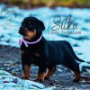 Photo №1. rottweiler - for sale in the city of Loznica | Is free | Announcement № 125846