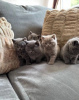 Photo №1. british shorthair - for sale in the city of Tartu | Is free | Announcement № 127193