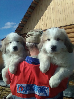 Photo №2 to announcement № 1988 for the sale of great pyrenees - buy in Russian Federation breeder