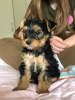 Photo №4. I will sell yorkshire terrier in the city of Slovenská Ľupča. private announcement - price - 1009$