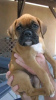 Photo №1. boxer - for sale in the city of Iowa City | 400$ | Announcement № 111394