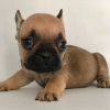 Photo №3. French Bulldog puppies available now for Free Adoption. Netherlands