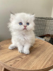 Photo №3. british longhair kitten. Germany