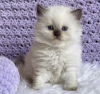 Photo №1. ragdoll - for sale in the city of Амстердам | 350$ | Announcement № 88034