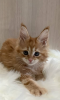 Photo №3. Maine Coon kittens for sale. Russian Federation