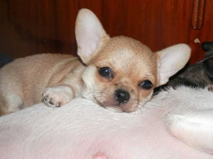 Photo №2 to announcement № 3777 for the sale of chihuahua - buy in Ukraine breeder