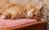 Photo №3. The wonderful cat Bonya is looking for a home!. Russian Federation