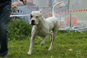 Photo №1. dogo argentino - for sale in the city of Ryazan | Negotiated | Announcement № 4026