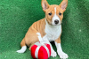 Photo №1. basenji - for sale in the city of London | 317$ | Announcement № 94780