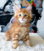 Photo №2 to announcement № 114859 for the sale of maine coon - buy in United States private announcement