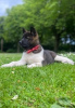 Photo №4. I will sell akita in the city of Vilnius. private announcement - price - 370$