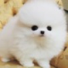 Photo №4. I will sell pomeranian in the city of Бернау.  - price - Is free