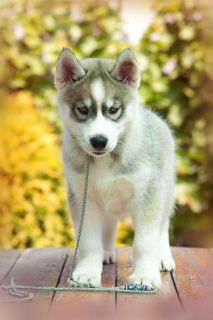Photo №1. siberian husky - for sale in the city of Tolyatti | 195$ | Announcement № 2565