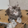 Photo №1. maine coon - for sale in the city of Samara | negotiated | Announcement № 43411