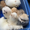 Photo №2 to announcement № 125047 for the sale of pomeranian - buy in Philippines private announcement