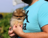 Photo №2 to announcement № 23879 for the sale of pomeranian - buy in Belarus from nursery