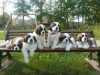 Photo №1. st. bernard - for sale in the city of Warsaw | negotiated | Announcement № 100250