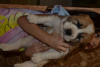 Photo №4. I will sell central asian shepherd dog in the city of Kropivnitsky.  - price - 282$