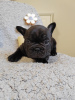 Photo №3. french bulldog puppies. Serbia