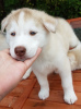 Photo №2 to announcement № 115601 for the sale of siberian husky - buy in Netherlands breeder