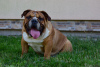 Photo №2 to announcement № 28773 for the sale of english bulldog - buy in Poland breeder