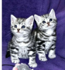 Photo №1. british shorthair - for sale in the city of Амстердам | negotiated | Announcement № 65584