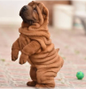 Photo №1. shar pei - for sale in the city of Stockholm | negotiated | Announcement № 113219