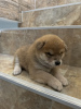 Photo №2 to announcement № 126918 for the sale of shiba inu - buy in Serbia breeder