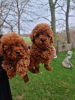 Photo №2 to announcement № 64748 for the sale of poodle (toy) - buy in Greece private announcement, breeder