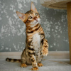 Photo №2 to announcement № 108918 for the sale of bengal cat - buy in Italy 