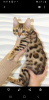 Photo №2 to announcement № 10474 for the sale of bengal cat - buy in Ukraine private announcement
