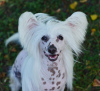 Photo №2 to announcement № 105358 for the sale of chinese crested dog - buy in Germany breeder