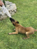 Additional photos: Belgian Shepherd Dog - Malinois