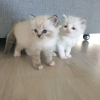 Photo №2 to announcement № 30007 for the sale of ragdoll - buy in Germany private announcement