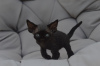 Photo №1. devon rex - for sale in the city of Berlin | 423$ | Announcement № 119944