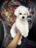 Photo №2 to announcement № 76769 for the sale of bichon frise - buy in Serbia breeder