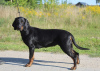 Photo №2 to announcement № 14025 for the sale of polish hunting dog - buy in Poland breeder