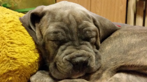 Additional photos: puppies cane corso