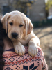 Photo №2 to announcement № 7720 for the sale of labrador retriever - buy in Russian Federation breeder