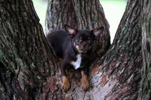Photo №4. I will sell chihuahua in the city of St. Petersburg. from nursery, breeder - price - negotiated