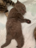 Photo №2 to announcement № 10707 for the sale of scottish fold - buy in Russian Federation 