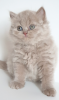 Additional photos: British longhair cat lilac babyboy - Father is World Champion