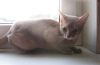 Photo №2 to announcement № 50876 for the sale of abyssinian cat - buy in Belarus from nursery